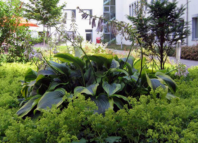 n_n_b_38  Blaublatt-F.jpg